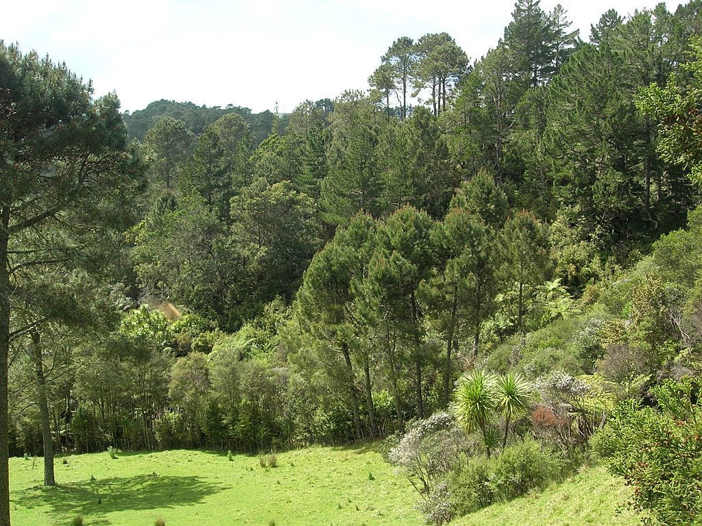 98 Lonely Track Road, Redvale, Auckland - Carousel 14