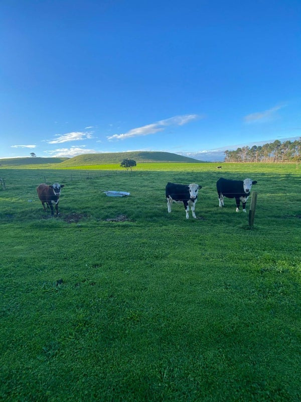 37A Kauri Road, Tuakau - Carousel 11