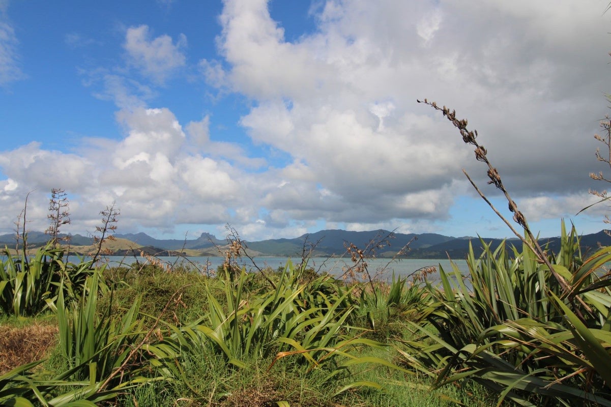 119 Kelly Jade Avenue, Matarangi - Carousel 7