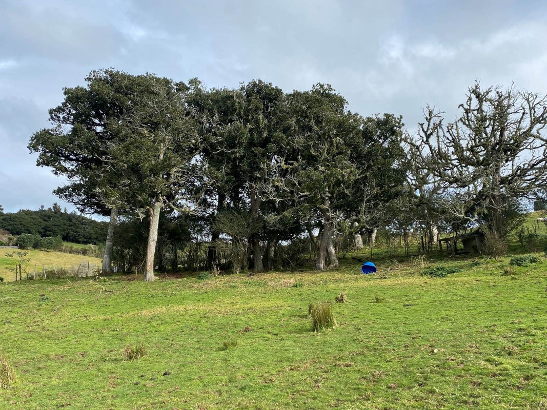 259 Kaipo Flats Road, Tuakau - Carousel 2