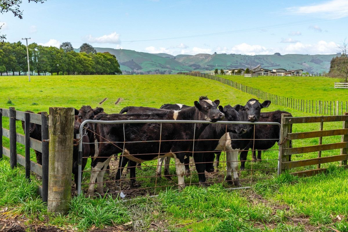 1 Dakins Road, East Taratahi, Carterton - Carousel 14