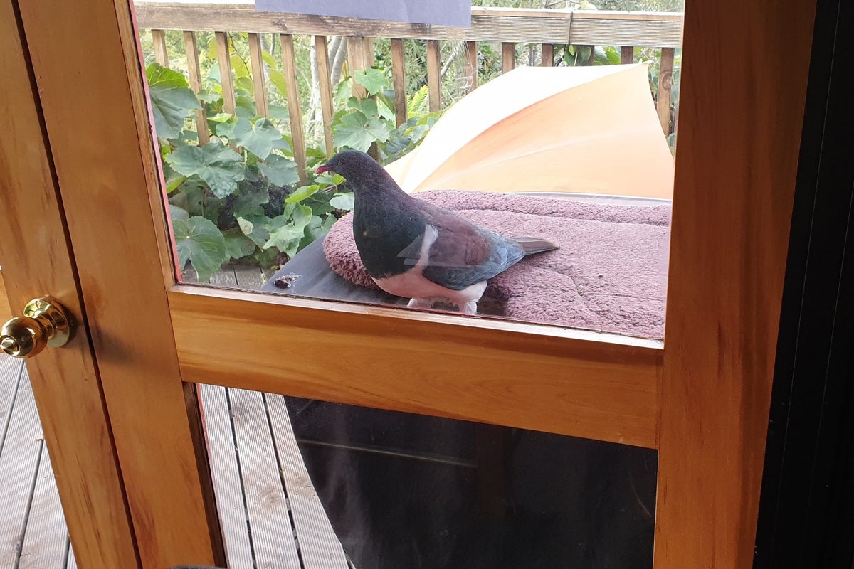 62 Shakespeare Road, Bastia Hill, Whanganui - Carousel 30