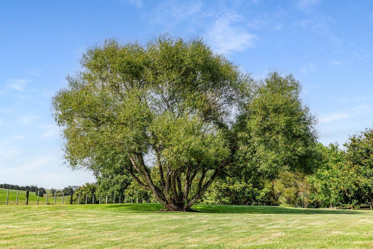 561 Settlement Road, Kaiwaka - Carousel 50