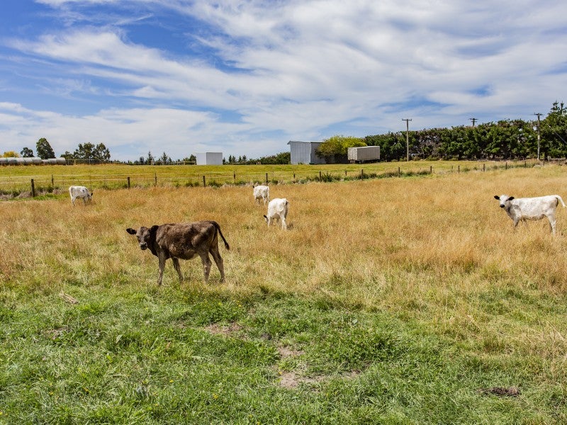 143 Forestry Road, Ashley, Rangiora - Carousel 26