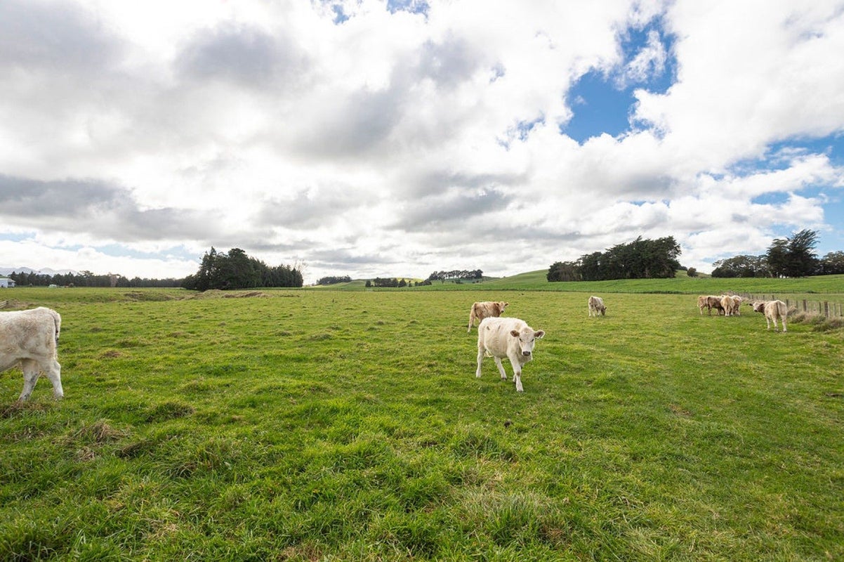0 Matamau Ormondville Rd, Matamau, Dannevirke - Carousel 2