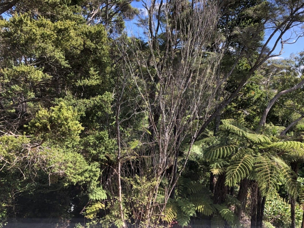 30/9 Schnapper Rock Road, Greenhithe, Auckland - Carousel 13