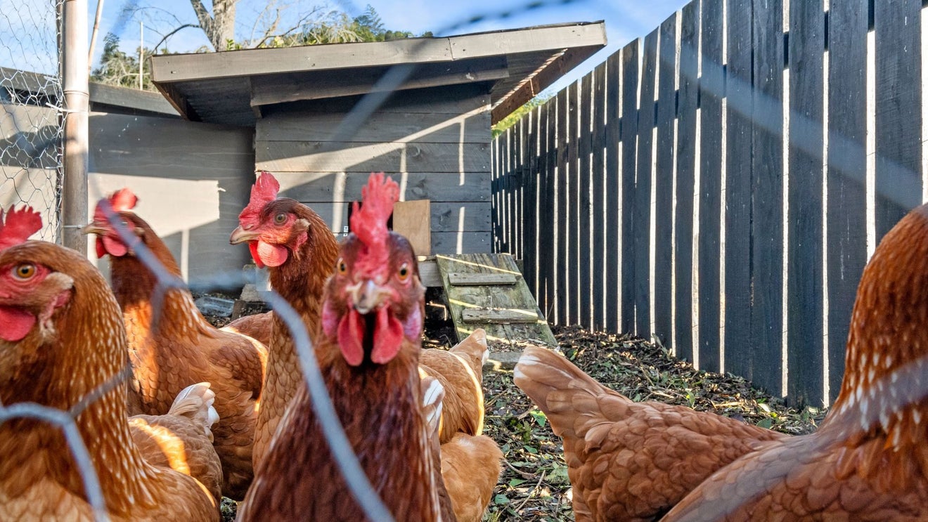 1177B Cameron Road, Gate Pa, Tauranga - Carousel 14