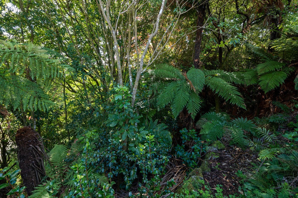 17 Solly Place, Springfield, Rotorua - Carousel 20