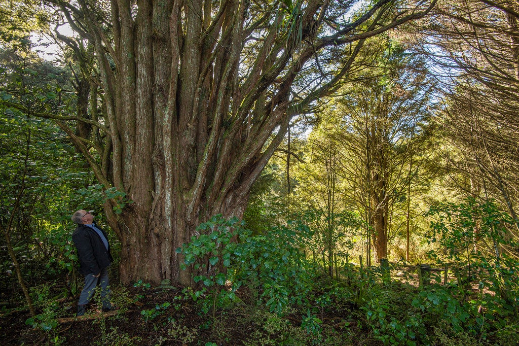 158A Apotu Road, Kauri, Kamo - Carousel 26