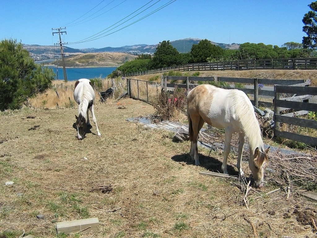 58 The Track, Plimmerton, Porirua - Carousel 20