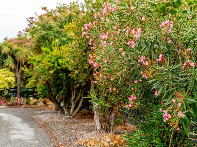 246 High Street, Solway, Masterton - Carousel 17