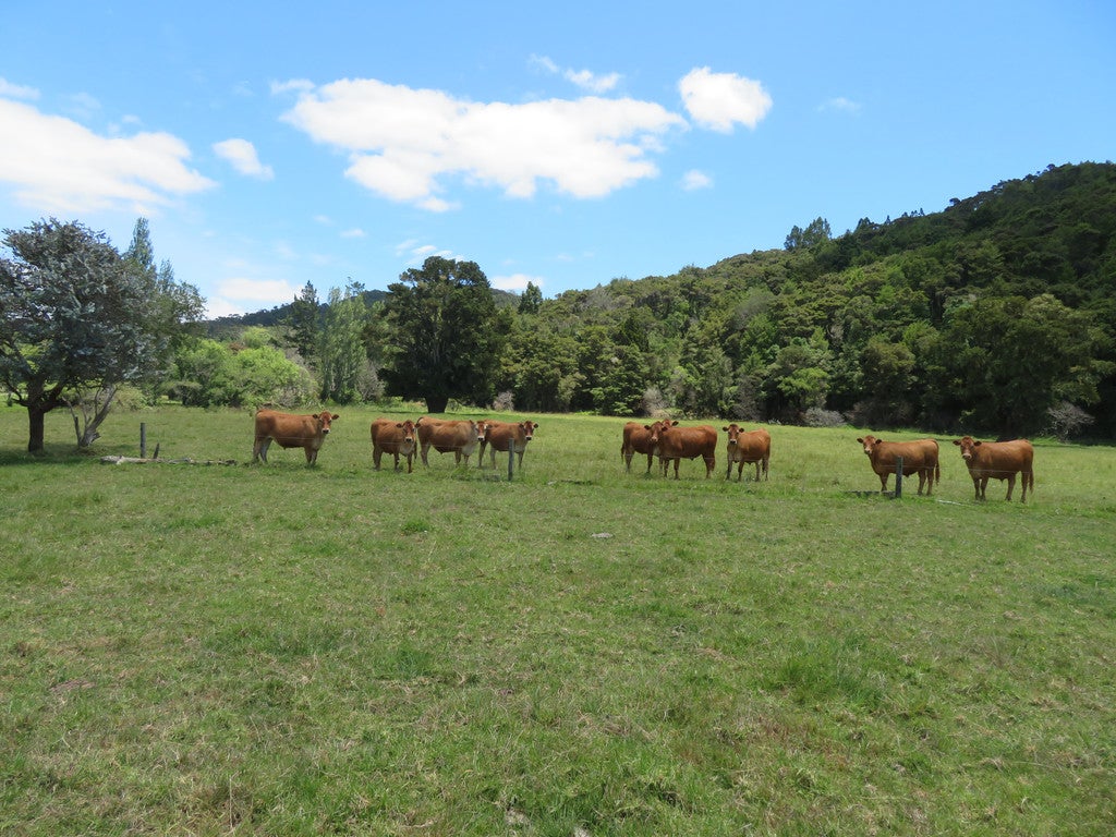 175 State Highway 10, Kaeo, Kaeo - Carousel 20