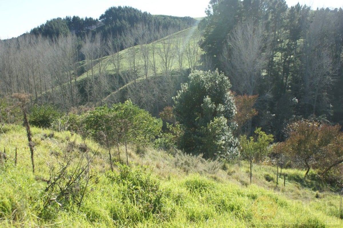 3 Foxglove Drive, Maraetotara, Whakatane - Carousel 14