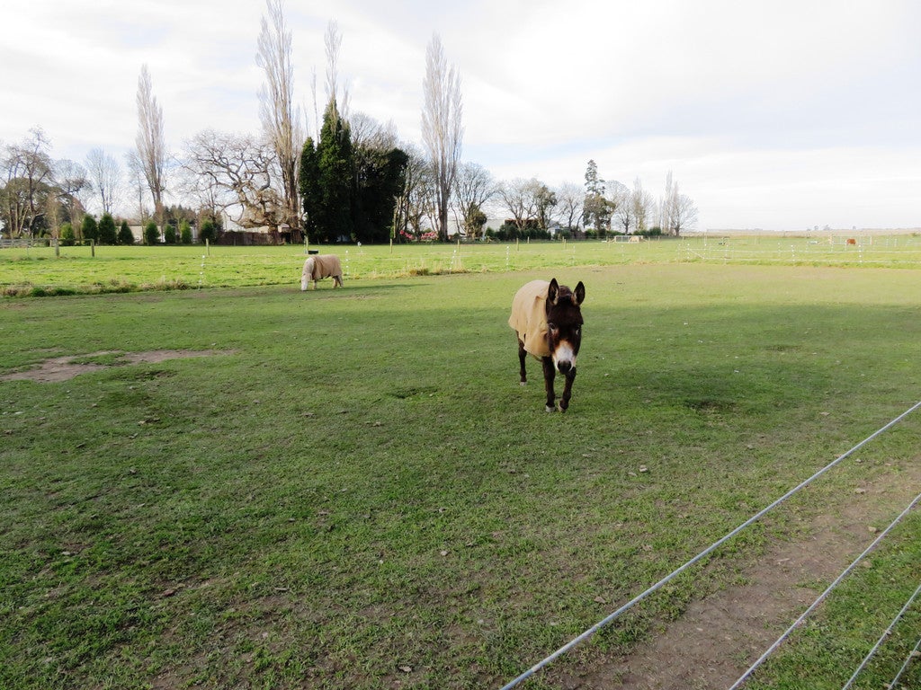 315 Milford Clandeboye Road, Milford - Carousel 21