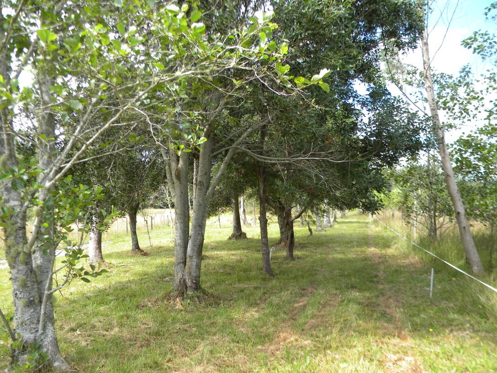 56 Pine Tree Road, Kaniere, Hokitika - Carousel 1