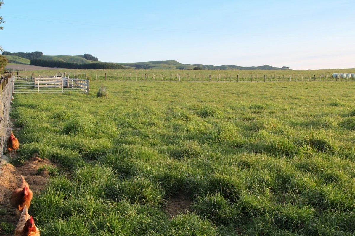 216E Ahiaruhe Road, Ahiaruhe, Carterton - Carousel 20