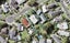 6 Granada Place, Glendowie, Auckland - Carousel 1