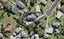 17 Ngaio Avenue, Mangere Bridge, Auckland - Carousel 1