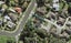 31A Ambury Road, Mangere Bridge, Auckland - Carousel 1