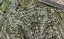 5 Kirkwood Place, New Windsor, Auckland - Carousel 1