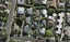 11A Glenbrook Street, Remuera, Auckland - Carousel 1
