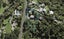 133 Paremoremo Road, Lucas Heights, Auckland - Carousel 1