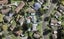 8 Chibnall Place, Conifer Grove, Takanini - Carousel 1