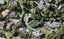 36 Masefield Street, Cockle Bay, Auckland - Carousel 1
