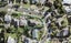 183 Methuen Road, New Windsor, Auckland - Carousel 1