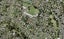 1/12 Taratoa Street, Point England, Auckland - Carousel 1