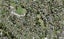 7 Tuakana Street, Point England, Auckland - Carousel 1
