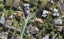 32A Belle Vue Avenue, Northcote Point, Auckland - Carousel 1