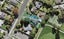 5/66 Matipo Road, Te Atatu Peninsula, Auckland - Carousel 1