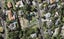 77A Reihana Street, Orakei, Auckland - Carousel 1