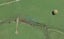 28 Sierra Way, Ramarama, Drury - Carousel 1