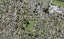 8C Taurima Avenue, Point England, Auckland - Carousel 1