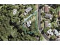 32 Daffodil Street, Titirangi, Auckland - Carousel 1