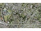 17/27 Glenorchy Street, Glen Eden, Auckland - Carousel 1