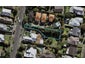 20 Ascot Avenue, Remuera, Auckland - Carousel 1