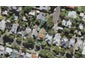 11 Burnley Terrace, Mount Eden, Auckland - Carousel 1