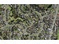 10A Balfron Avenue, Mount Roskill, Auckland - Carousel 1