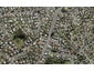 25 Caribbean Drive, Unsworth Heights, Auckland - Carousel 1