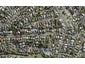 19 Mary Dreaver Street, New Windsor, Auckland - Carousel 1
