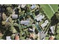 10 Brydon Place, New Windsor, Auckland - Carousel 1