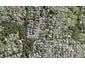 40A Leo Street, Glen Eden, Auckland - Carousel 1