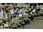 47 Pohutukawa Road, Whenuapai, Auckland - Carousel 1