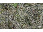 143 Methuen Road, New Windsor, Auckland - Carousel 1