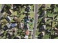 7 Sanft Avenue, Mount Roskill, Auckland - Carousel 1