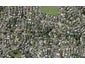 107B Atkin Avenue, Mission Bay, Auckland - Carousel 1