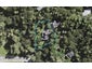 1 Aydon Road, Titirangi, Auckland - Carousel 1